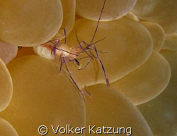 little Anemone shrimp with eggs by Volker Katzung 